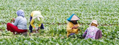 Budidaya Adalah Pengertian Manfaat Tujuan Jenis Dan Contohnya