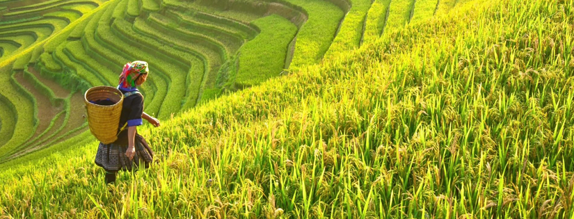 Pengertian Agrikultur: Sektor, Jenis dan Produk Agrikultur di Indonesia
