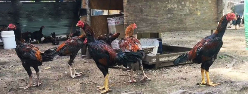 Cara Sukses Ternak Ayam Bangkok, Mulai Dari Analisa Usaha Hingga Cara Budidayanya