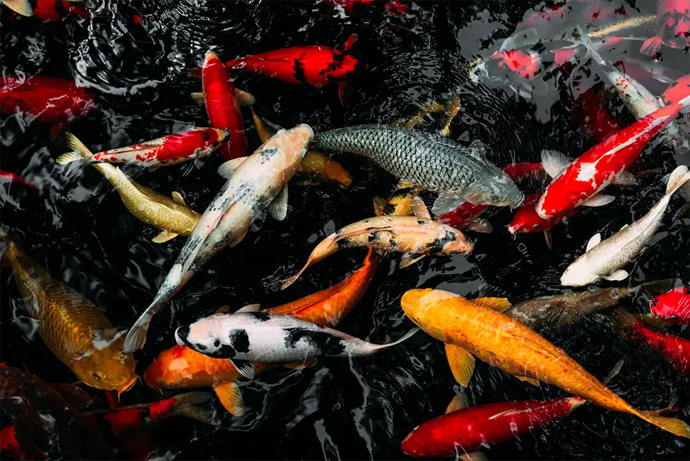 Mengenal Bisnis Ikan Hias