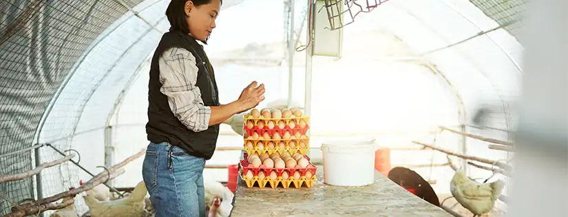 12 Cara Menjalankan Bisnis Telur Ayam dan Peluang Bisnisnya