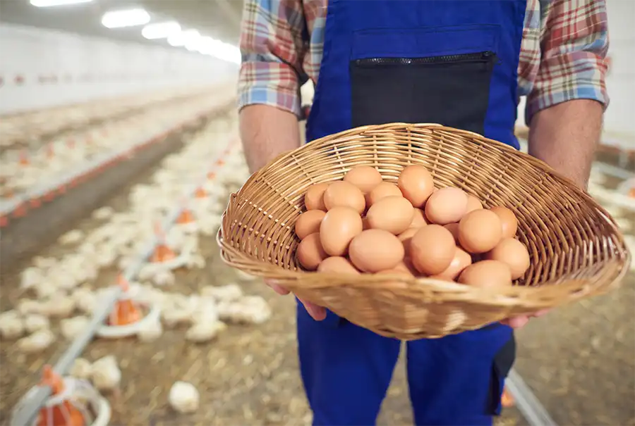Peluang Bisnis Telur Ayam